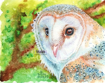 Top quality A5/A4 barn owl art print 310gsm