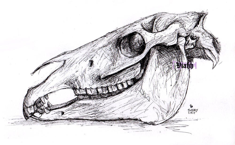 Original horse skull study drawing | Etsy