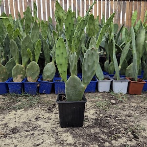 May include: A green prickly pear cactus with flat, paddle-shaped pads and small spines, planted in a black square plastic pot. The cactus is positioned in the foreground, with numerous other similar cacti in various colored pots behind it.