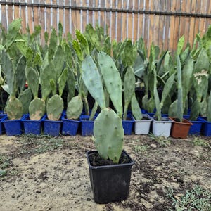 以下が含まれることがあります： 小さな黒い四角いプラスチック製の鉢に植えられた、平らで明るい緑色の楕円形の茎節を持つウチワサボテン。サボテンの節の縁には、小さくまばらな棘が見られます。この植物は、他の多くの同様のサボテンの前に配置されています。