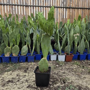 以下が含まれることがあります： 小さな黒いプラスチック製の鉢に植えられた、平らなパドル状の茎節が垂直に伸びる緑色のウチワサボテン。サボテンの茎節の縁には小さく鋭い棘があり、鮮やかな緑色と特徴的な節のある構造をしています。