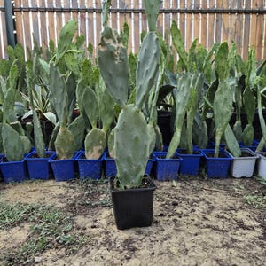 Peut inclure: Un cactus opuntia aux raquettes plates et vertes parsemées de petites épines, planté dans un pot carré en plastique noir. Le cactus est placé au premier plan, avec de nombreux autres cactus similaires dans des pots bleus visibles derrière.