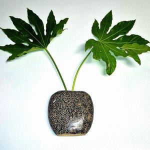 May include: A rounded ceramic vase with a dark, intricate, squiggly black and tan pattern across its surface. Two large, vibrant green, palmate leaves with distinct pointed lobes extend upwards from the opening of the vase.