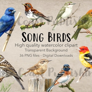 High Quality Watercolor Clipart - Songbirds