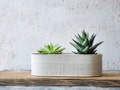 White Ceramic Planter, Large Succulent planter, Modern Ceramic Planter, White indoor planter, oval planter, Indoor gardening, Gardening Gift product logo