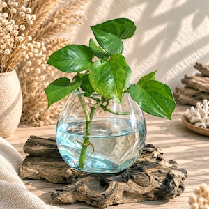 May include: A clear, rounded glass vase containing water and a green leafy plant cutting with visible roots. The vase is positioned on a piece of textured, weathered driftwood, creating a natural display of greenery and organic wood elements.