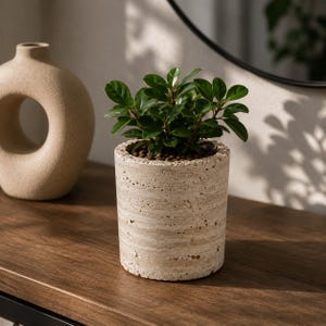 Peut inclure: Un pot de fleurs cylindrique en pierre beige poreuse avec une finition naturelle et texturée. Le pot contient une petite plante verte aux feuilles sombres et brillantes. La surface du terreau est recouverte de petites billes d'argile brunes.
