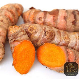 Levende kurkumaplant – Curcuma longa – Biologische tropische kruidenwortel – Eetbare gember voor thuistuinieren
