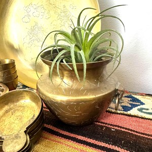 May include: A brass pot with a rounded body and a wide rim, featuring etched line patterns on the exterior. A green air plant with long, thin, curved leaves sits inside the pot. The brass surface has a metallic finish with visible signs of age.