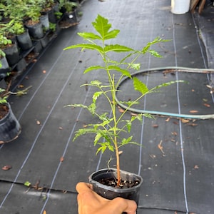 May include: A young neem tree sapling with bright green, pinnate leaves and a slender, light brown stem, planted in a small, black plastic nursery pot filled with dark soil, showcasing a vertical growth habit and delicate foliage structure.