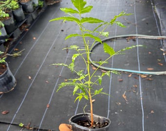 Roślina Neem (Azadirachta indica) sprzedawana jest według wielkości