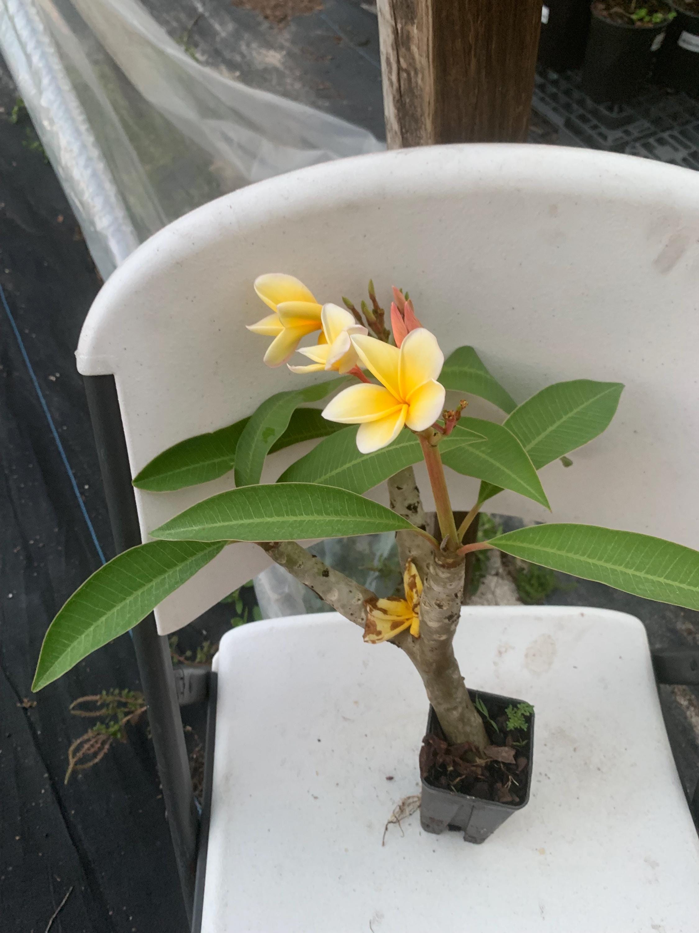 Yellow Plumeria - Etsy