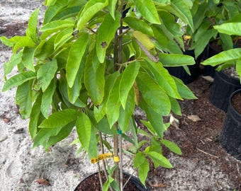 Grafted Michelia Champaca Alba Tree, 2Ft Tall Live Plant, White Yellow Blooms