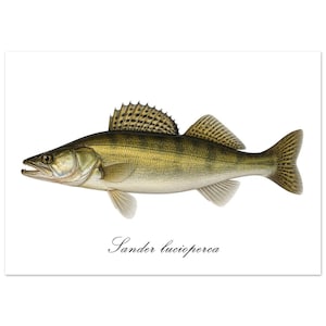 Zander Fish Print | Sander lucioperca | Premium Fish Wall Art | Minimalist Wildlife Poster | Fisherman Gift | Scandinavian Decor