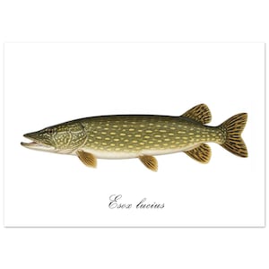 Northern Pike Print | Esox lucius | Premium Fish Wall Art | Minimalist Wildlife Poster | Fishing Gift | Scandinavian Cabin Decor