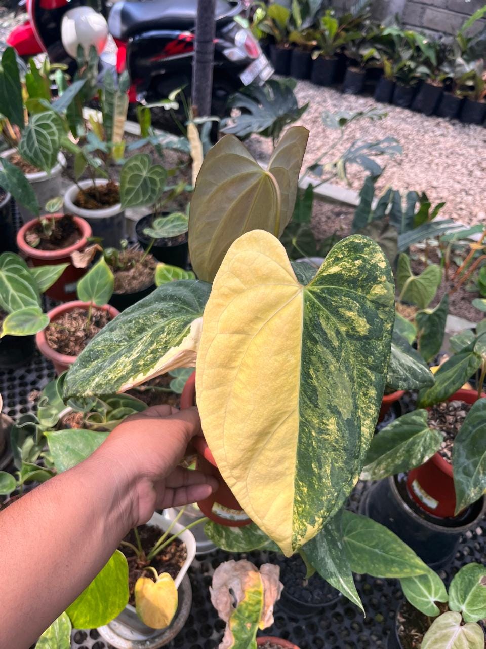 Anthurium Portillae X - Etsy