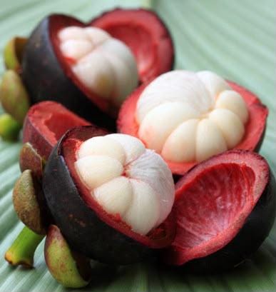 Cempedak Plant - Etsy Canada