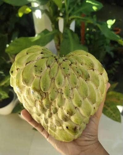 Cempedak Plant - Etsy Canada