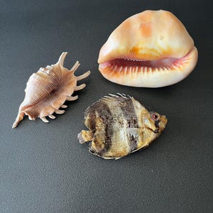 Op de afbeelding: Een verzameling van drie natuurlijke exemplaren, waaronder een grote, gladde, perzikkleurige kaurischelp met een gekartelde opening, een stekelige, lichtbruine murexschelp met meerdere uitsteeksels en een gedroogde, platte vis met donkere verticale strepen.