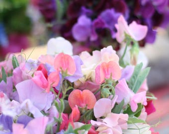 SAART™ Duftwickenmix – Sweet Pea Samen (Lathyrus odoratus), einjährige Sommerblume