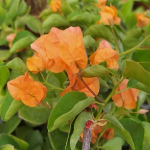 Op de afbeelding: Een tros feloranje bougainvilleabloemen met delicate, papierachtige schutbladeren en kleine, lichtgroene bladeren. De plant heeft meerdere bloeiende stengels met dunne, houtachtige takken en een dichte rangschikking van heldere bloemblaadjes.
