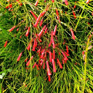 May include: A Russelia equisetiformis plant, commonly known as a firecracker plant, featuring numerous thin, bright green, needle-like stems and clusters of small, tubular, vibrant red flowers hanging downwards throughout the dense foliage.
