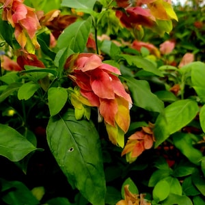Op de afbeelding: Een tros bloemen van de hoptuinplant met overlappende, schutbladachtige bloemblaadjes in koraal-, oranje- en geeltinten. De plant heeft levendig groene, ovaalvormige bladeren met gladde randen, wat zorgt voor een dicht en gelaagd botanisch geheel.