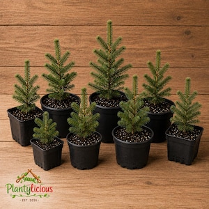 May include: A collection of eight small evergreen conifer trees planted in individual black plastic pots of varying sizes. Each tree features dense, needle-like green foliage. The logo Plantylicious EST. 2026 is printed in the bottom left corner.