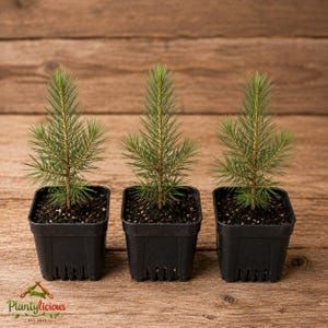 May include: Three small evergreen saplings with vibrant green needles, each planted in a square black plastic nursery pot. The young trees feature slender brown stems and dense, needle-like foliage, standing upright in dark, moist potting soil.