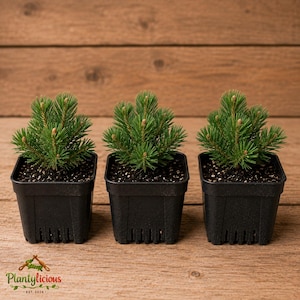 May include: Three small evergreen conifer saplings with vibrant green needles, each planted in a square black plastic nursery pot. The plants feature dense, needle-like foliage and small buds, arranged in a row with dark potting soil visible.