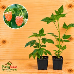 May include: Two raspberry plants in black plastic pots with green serrated leaves and thin stems. An inset circle shows two bright orange-pink raspberries hanging from a green vine with leaves. The logo Plantylicious Est. 2026 is visible.