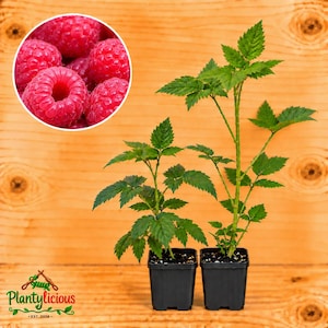 May include: Two raspberry plants in black square plastic pots with green serrated leaves and thin stems. A circular inset in the upper left corner displays a cluster of bright red, textured raspberries. The logo Plantylicious Est. 2026 is visible.