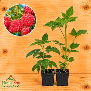 May include: Two young raspberry plants with green serrated leaves in black square plastic pots. A circular inset shows a cluster of bright red, textured raspberries growing on a leafy branch. The logo Plantylicious est. 2026 is in the corner.