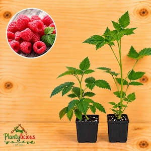May include: Two raspberry plants in black square plastic pots with green serrated leaves and thin stems. An inset circle shows a cluster of fresh red raspberries with a single green leaf on a wooden surface. The logo Plantylicious Est. 2026 is visible.
