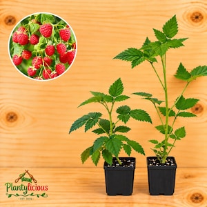 May include: Two young raspberry plants in black square plastic pots. A circular inset shows a cluster of bright red raspberries on a green leafy vine. The logo for Plantylicious Est. 2026 is visible in the bottom left corner of the image.