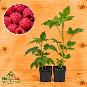 May include: Two raspberry plants in black square plastic pots with green serrated leaves and stems. A circular inset shows a cluster of bright red, textured raspberries. The logo for Plantylicious Est. 2026 is visible in the bottom left corner.