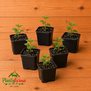 May include: Six small green plant seedlings are each potted in individual black square plastic containers filled with dark potting soil. The plants feature thin stems and small, pointed green leaves. The logo Plantylicious Est. 2026 is visible.