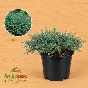 May include: A blue-green juniper plant with needle-like foliage potted in a black plastic container. A circular inset shows a detailed close-up of the textured, evergreen branches. The logo Plantylicious EST. 2026 is visible in the lower left corner.