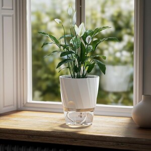 Peut inclure: Un lys de la paix aux feuilles vert foncé et aux fleurs blanches en forme de spathe, planté dans un pot à deux sections. La partie supérieure est blanc opaque avec une texture côtelée diagonale, et la base est en verre transparent.