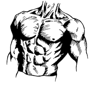 torso muscoloso svg png / clipart culturista da palestra / muscoli addominali svg / tatuaggio fitness / file di taglio bodybuilding / motivazione in palestra svg