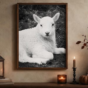 Könnte beinhalten: Ein schwarz-weiß gerahmter Wandkunstdruck, der ein junges Lamm zeigt, das auf einer grasbewachsenen Wiese ruht. Das Lamm ist in der Mitte des rechteckigen Rahmens platziert und blickt mit aufmerksamen Ohren direkt nach vorne, wobei sein Fell sichtbar ist.