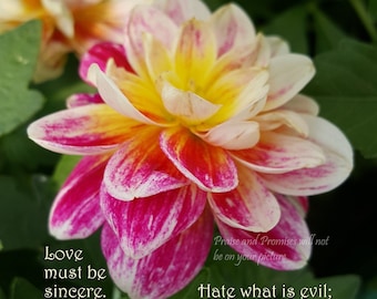 Sincere Love - Romans 12:9-10 - Scripture Art  - pink and yellow Dahlia - free shipping - choose your size