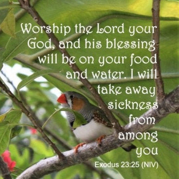 Worship the Lord and be blessed Scripture art; Zebra Finch; healing Scripture verse Exodus 23:25 NIV; select a size photo with free shipping