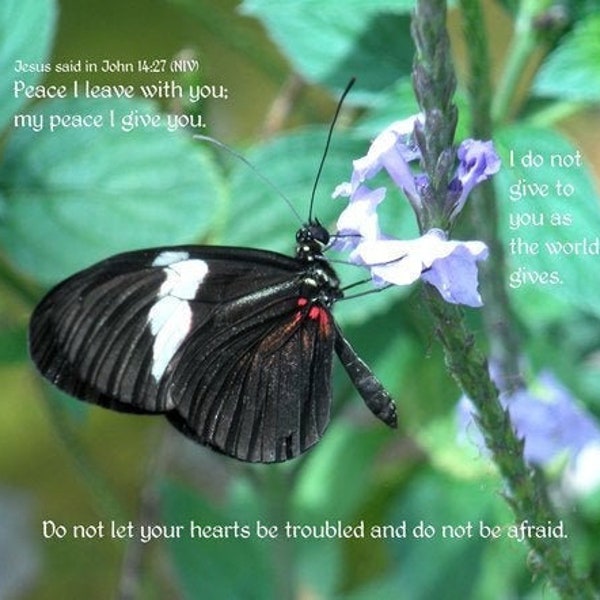 Peace I leave with you - butterfly inspirational picture - select size - free shipping