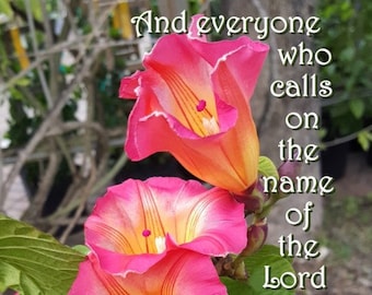 Call on the Lord - Acts 2:21 NIV - photo of pink with yellow & red stripes Hawaiian Sunset Vine Scripture art, pick your size, free shipping