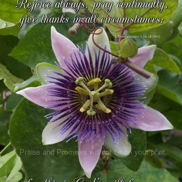 Rejoice always, pray continually, give thanks 1 Thessalonians 5:16-18 (NIV) - Passiflora flower - Scripture Art photo - with free shipping