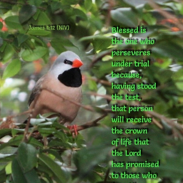 Blessing Scripture art, Shafttail Finch with Scripture James 1:12 NIV - select a size photo with free shipping