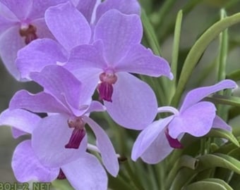 Healing Scripture on fabulous orchids - Psalm 30:1-2 - Scripture Art - orchid picture - select a size photo with free shipping