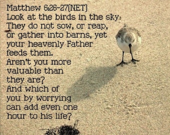 Do not worry - Beach Bird Scripture Art - Matthew 6:26-27 select a size photo with free shipping