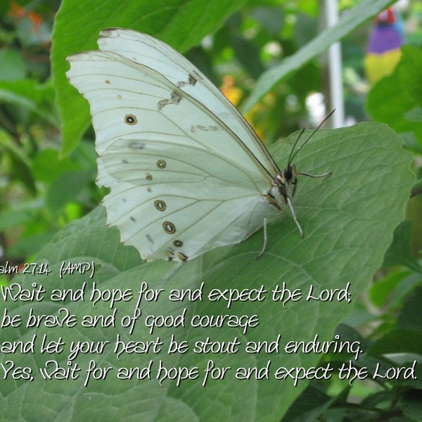Expect the Lord Butterfly Scripture Art Psalm 27:14 - Christian Art - select size - free shipping